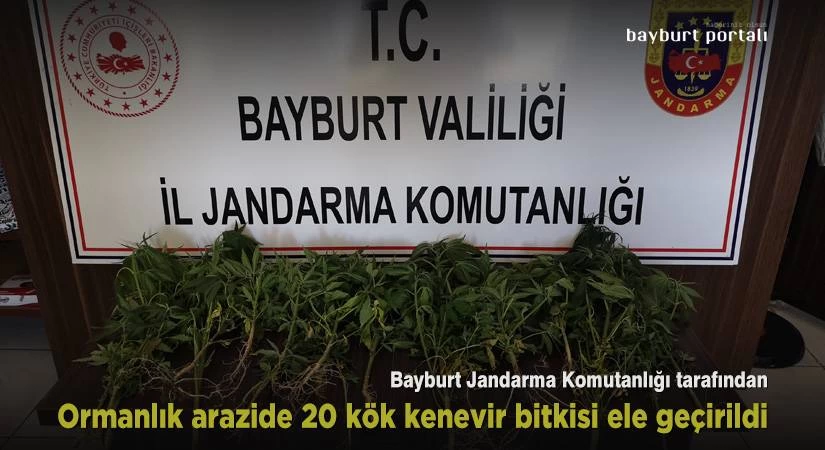 Bayburt’ta ormanlık arazide 20 kök kenevir bitkisi ele geçirildi
