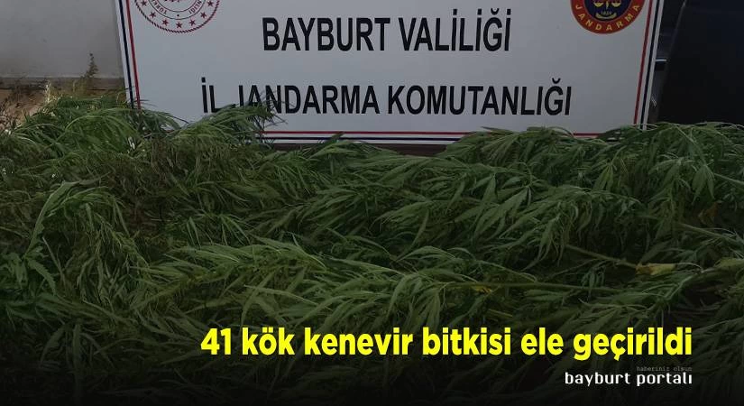 Bayburt’ta 41 kök kenevir bitkisi ele geçirildi