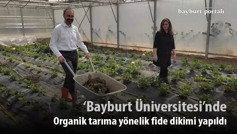 Bayburt Üniversitesi’nde yerli üretime yönelik fide dikimi
