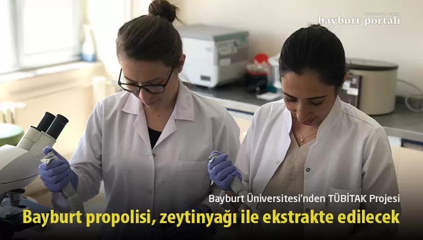 Bayburt propolisi, zeytinyağı ile ekstrakte edilecek