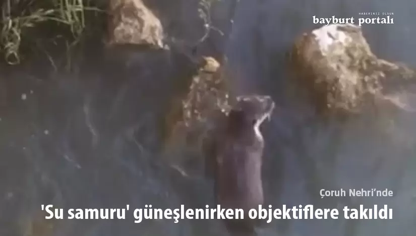 Bayburt’ta ‘su samuru’ güneşlenirken objektiflere takıldı