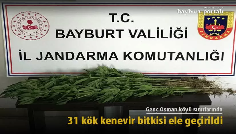 Bayburt’ta 31 kök kenevir bitkisi ele geçirildi