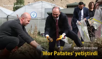 Bayburt Üniversitesi, ‘Mor Patates’ yetiştirdi