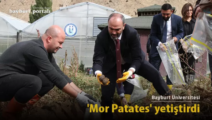 Bayburt Üniversitesi, ‘Mor Patates’ yetiştirdi