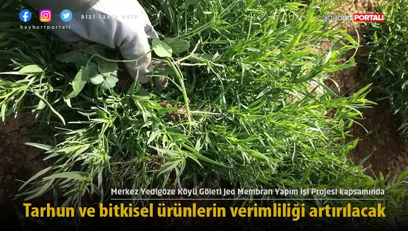 Bayburt’ta tarhun ve bitkisel ürünlerin verimliliği artırılacak