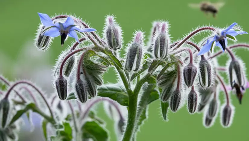 Bayburt Üniversitesi, ‘Kaldirik Otu’nun kanserle mücadele etkisini araştıracak