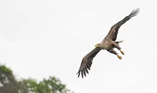 Vahşi doğanın hızına Canon R5 ile yetişin!