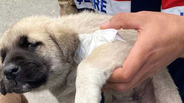Akşar’daki yaralı yavru köpeği tedavi edildi
