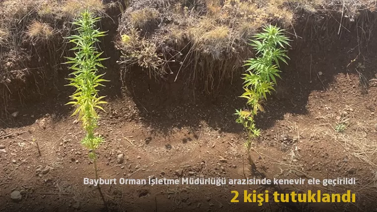 Bayburt Orman İşletme Müdürlüğü arazisinde kenevir ele geçirildi