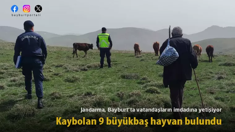 Bayburt’ta kaybolan 9 büyükbaş hayvan, Jandarma tarafından bulundu