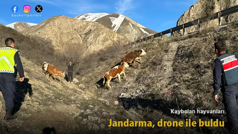 Jandarma, Bayburt’ta kaybolan hayvanları drone ile buldu