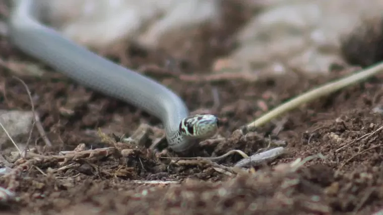 Pantolonunun içinde 104 yılanla ülkeye girmeye çalışırken yakalandı