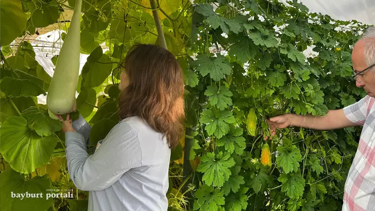 Bayburt tarımına Haylan Kabağı ile yeni bir dönem