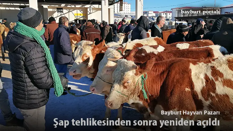 Bayburt Hayvan Pazarı, şap tehlikesinden sonra yeniden açıldı