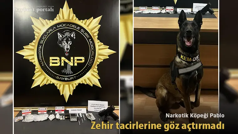 Narkotik Köpeği Pablo, Bayburt’ta zehir tacirlerine göz açtırmadı